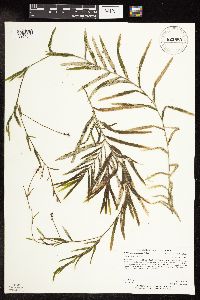 Potamogeton robbinsii image