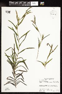 Potamogeton robbinsii image