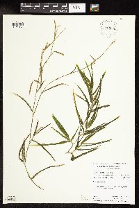 Potamogeton robbinsii image