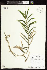 Potamogeton robbinsii image