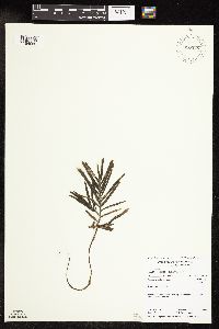 Potamogeton robbinsii image