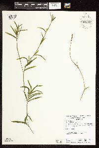 Potamogeton robbinsii image