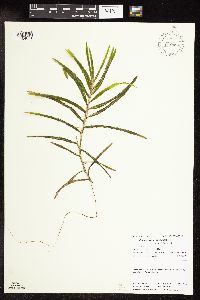 Potamogeton robbinsii image