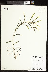 Potamogeton robbinsii image