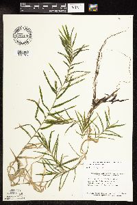 Potamogeton robbinsii image