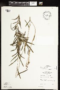 Potamogeton robbinsii image