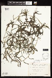 Potamogeton robbinsii image