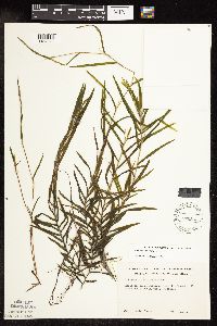 Potamogeton robbinsii image