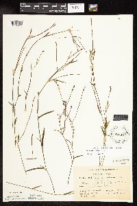 Potamogeton robbinsii image