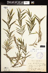 Potamogeton robbinsii image