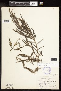 Potamogeton robbinsii image