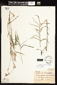 Potamogeton robbinsii image