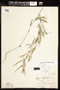 Potamogeton robbinsii image