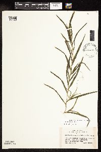 Potamogeton robbinsii image