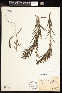 Potamogeton robbinsii image