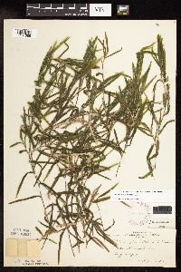 Potamogeton robbinsii image