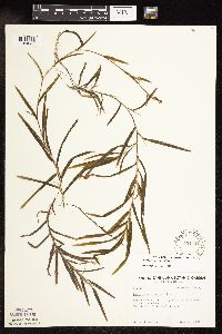 Potamogeton robbinsii image