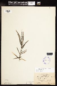 Potamogeton robbinsii image