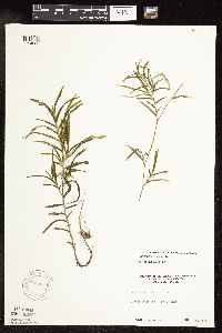Potamogeton robbinsii image