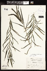 Potamogeton robbinsii image