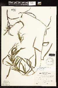 Potamogeton robbinsii image