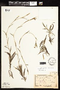 Potamogeton robbinsii image