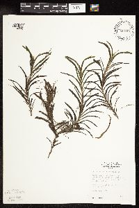 Potamogeton robbinsii image