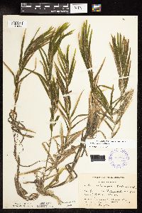 Potamogeton robbinsii image