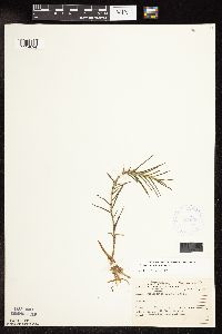 Potamogeton robbinsii image