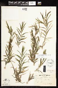 Potamogeton robbinsii image