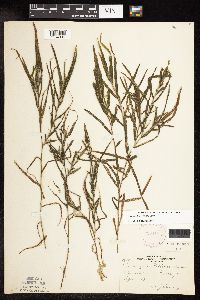 Potamogeton robbinsii image