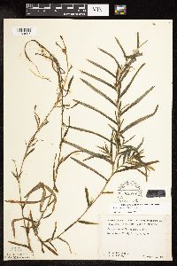 Potamogeton robbinsii image