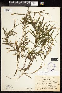 Potamogeton robbinsii image