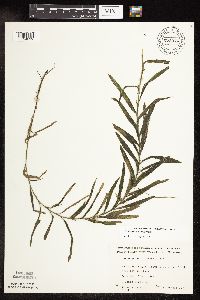 Potamogeton robbinsii image