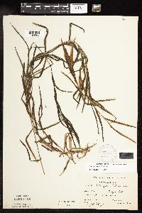 Potamogeton robbinsii image