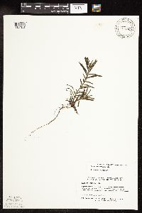 Potamogeton robbinsii image