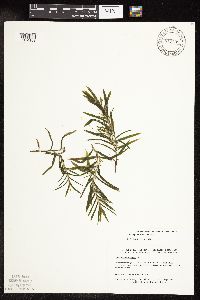 Potamogeton robbinsii image