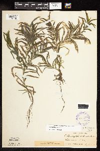 Potamogeton robbinsii image