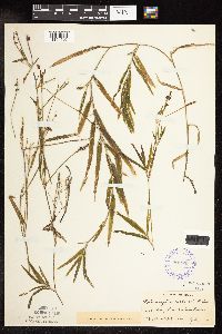 Potamogeton robbinsii image