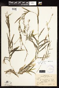 Potamogeton robbinsii image