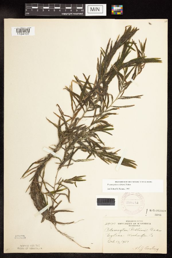 Potamogeton robbinsii image