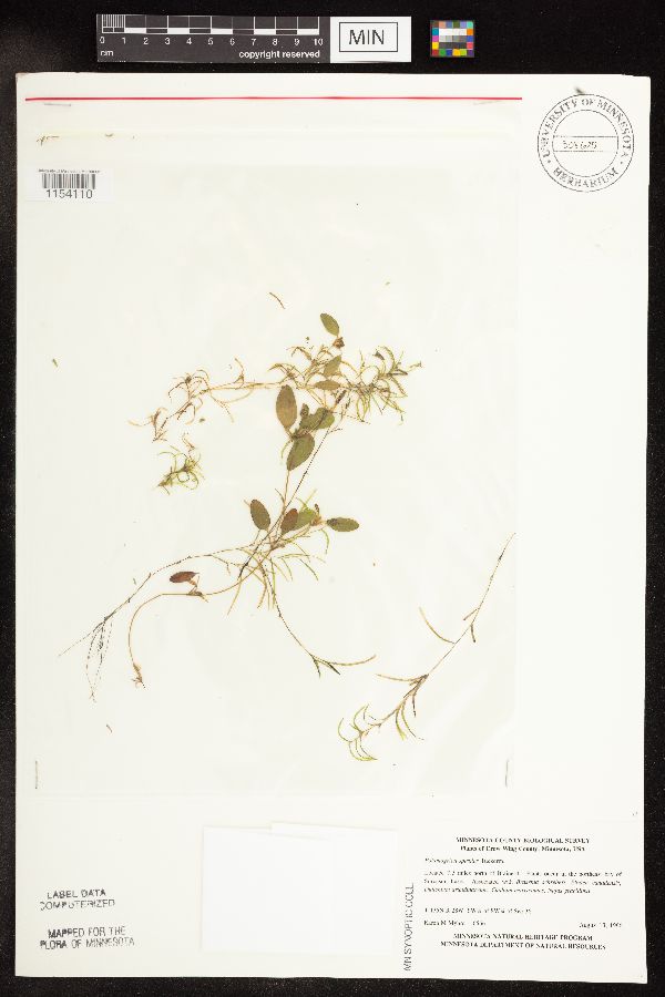 Potamogeton spirillus image