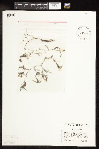 Potamogeton spirillus image