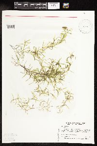 Potamogeton spirillus image