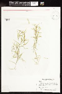 Potamogeton spirillus image