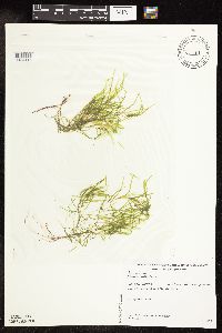 Potamogeton spirillus image