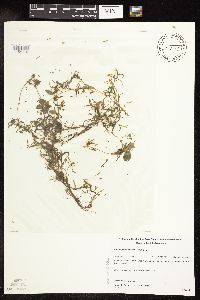 Potamogeton spirillus image