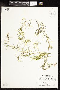 Potamogeton spirillus image