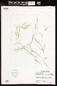 Potamogeton spirillus image