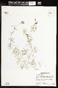 Potamogeton spirillus image